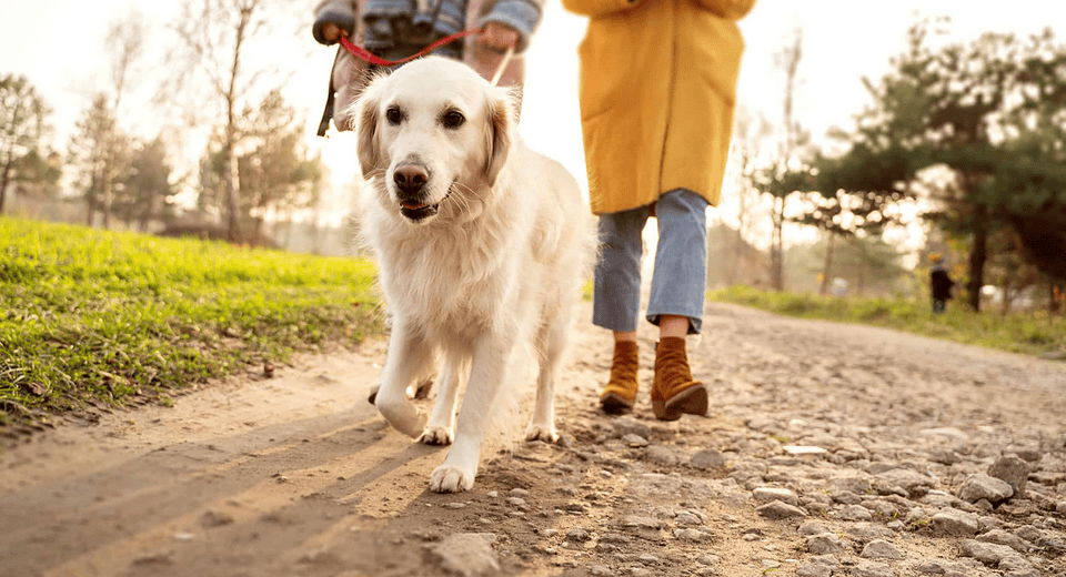 dog health red flags