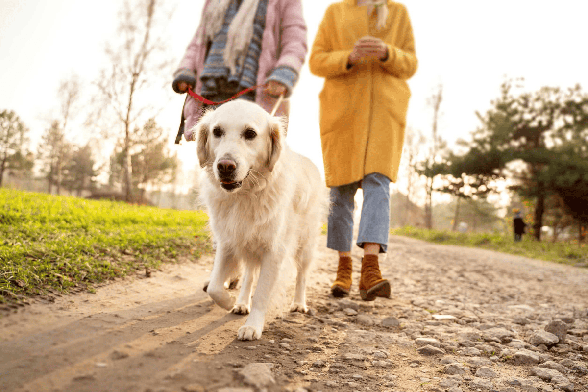 dog health red flags