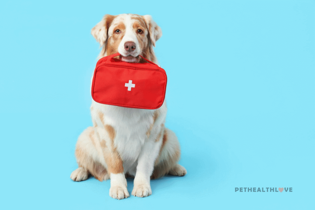 dog sitting with a first aid kit in it's mouth - dog grooming accidents