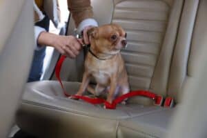 dog car seat belt