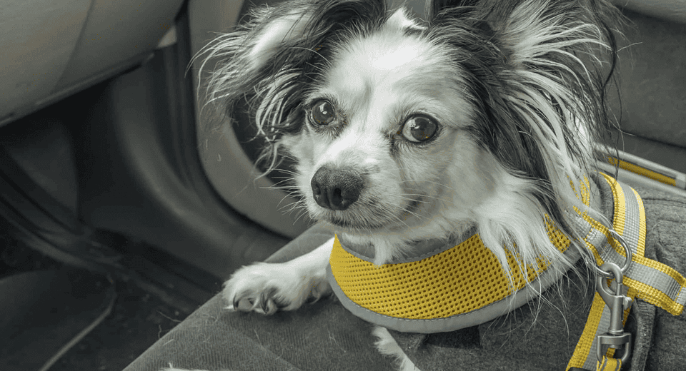 cute black and white fluffy dog in the backseat - dog car seat
