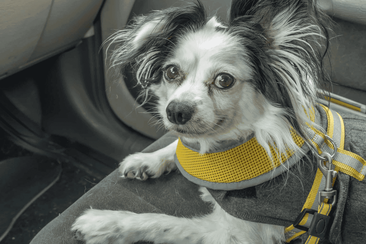 cute black and white fluffy dog in the backseat - dog car seat