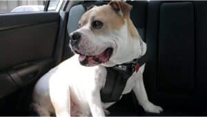 brown and white dog sitting in the back seat - dog seat belt