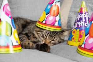 cat birthday party