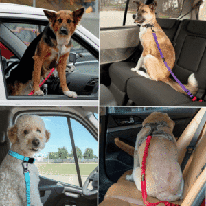 dog car seat tether