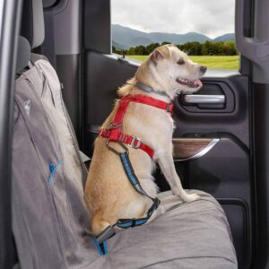 terrier sitting in the back of a van with a dog seat belt on