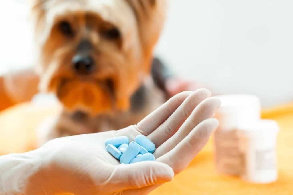 A gloved hand holding blue pills in front of a Yorkie