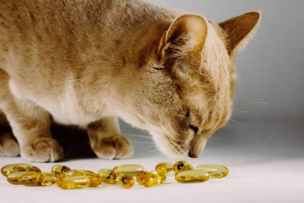 best dog supplements