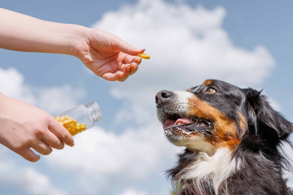 best dog supplements