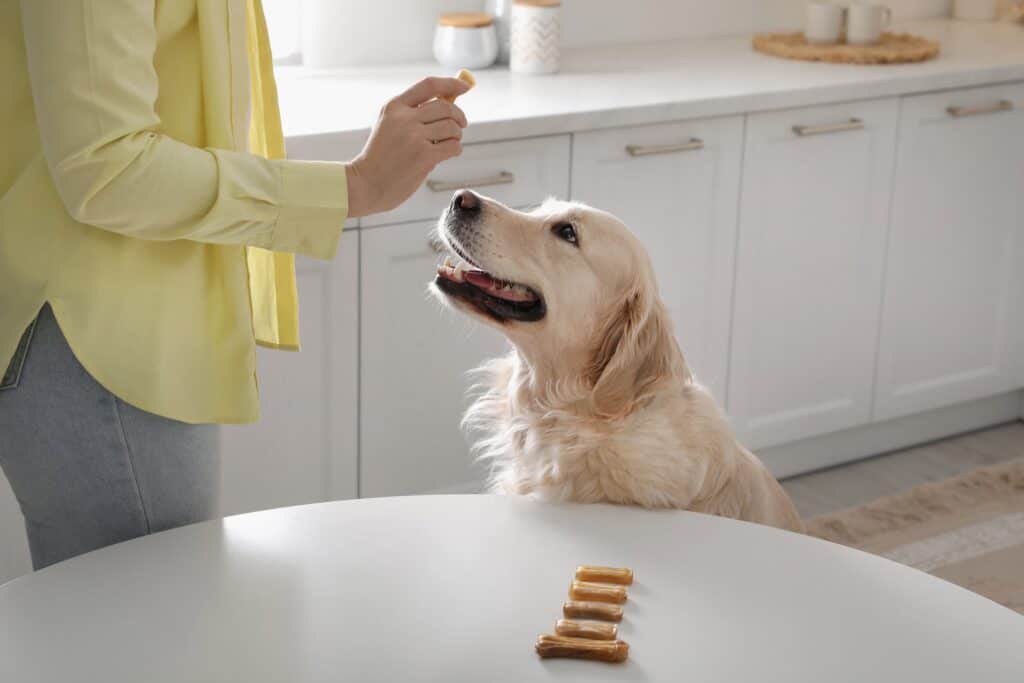 best dog supplements