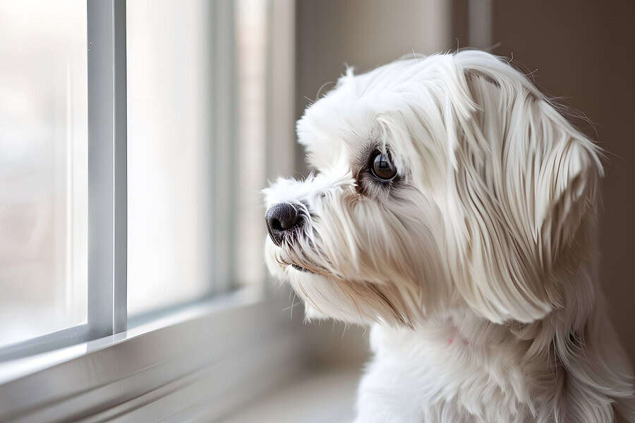 petsitter - white dog looking out of window