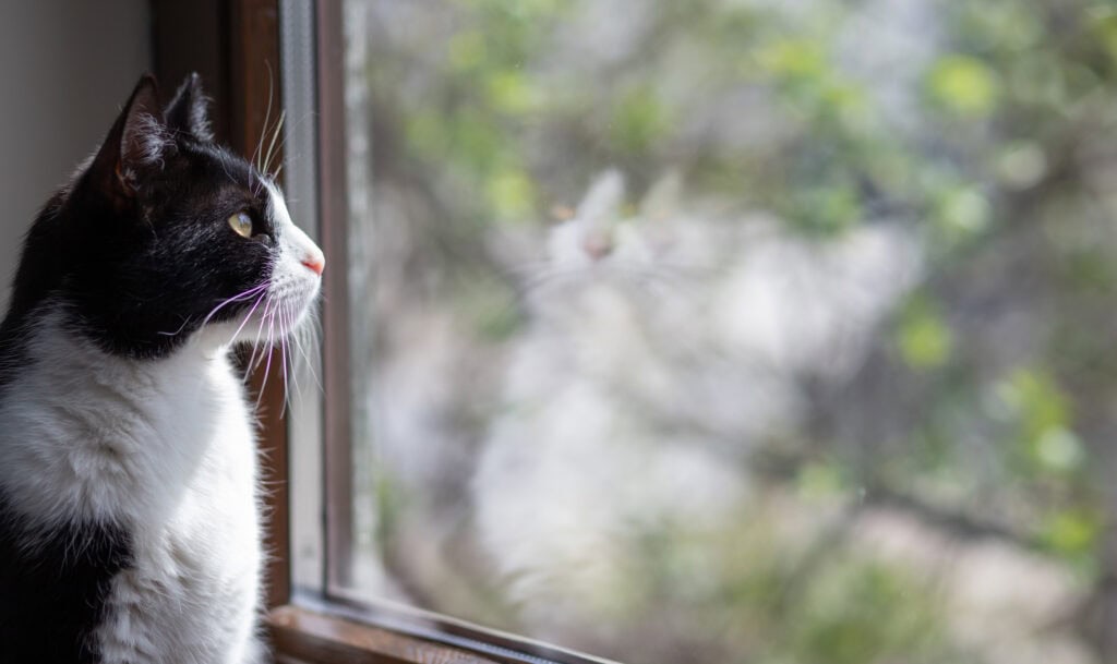 cute little black and white cat looking out of window