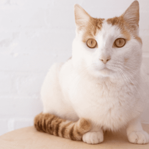 CBD oil for cats