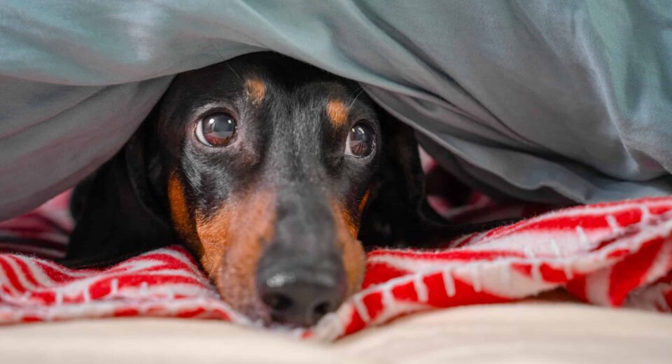 dog fireworks anxiety