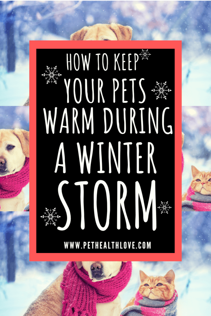 how to keep your pets warm during a winter storm