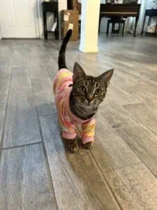 cat in pajamas