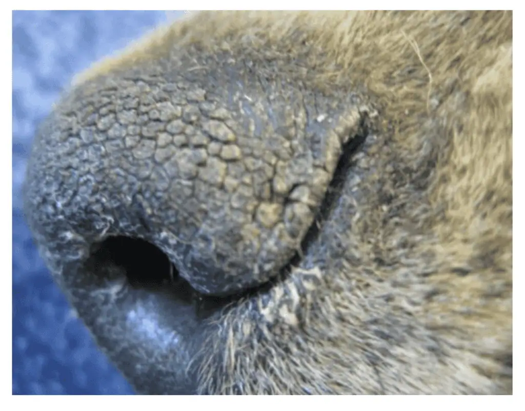 dry cracked dog nose
