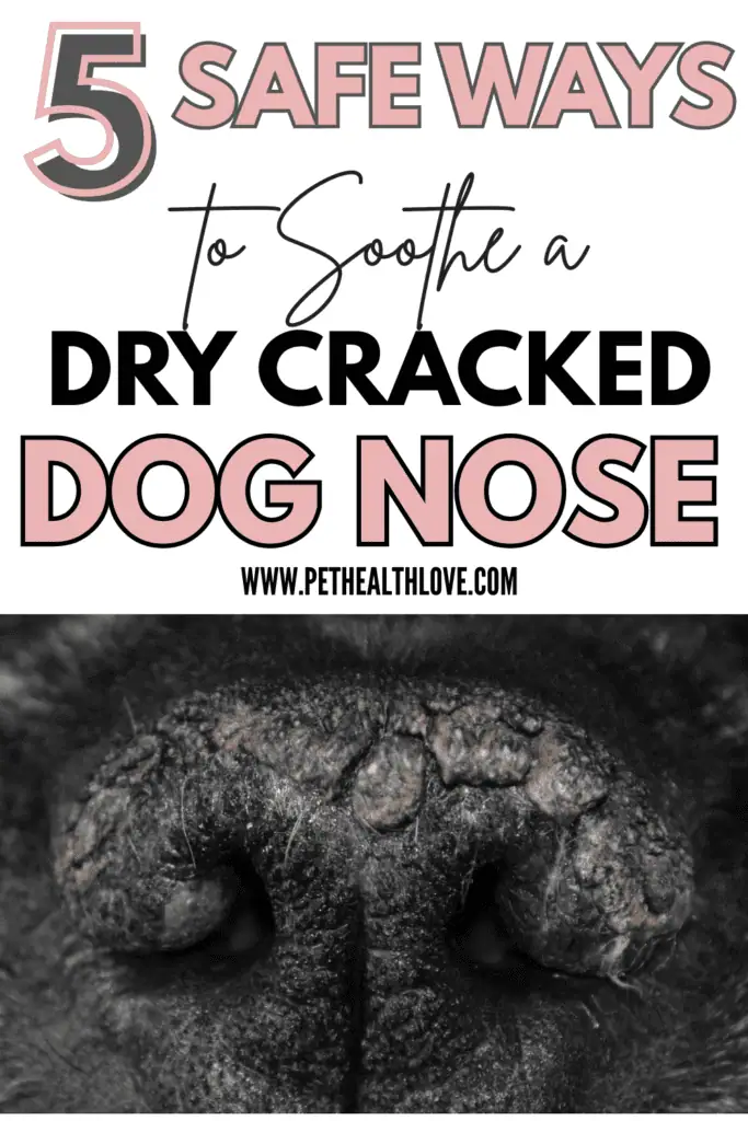 DRY CRACKED DOG NOSE