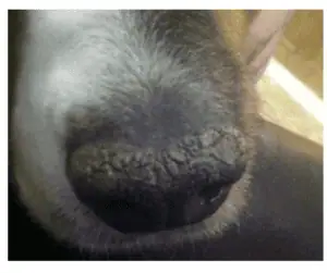 dry cracked dog nose2