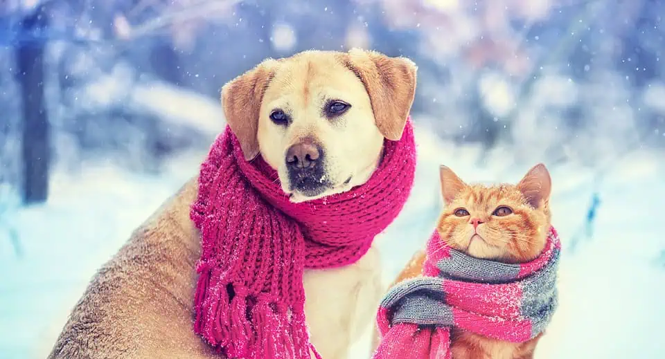 keep pets warm - Dog and cat wearing knitted scarf sitting together outdoors in the snow in winter. Christmas scene