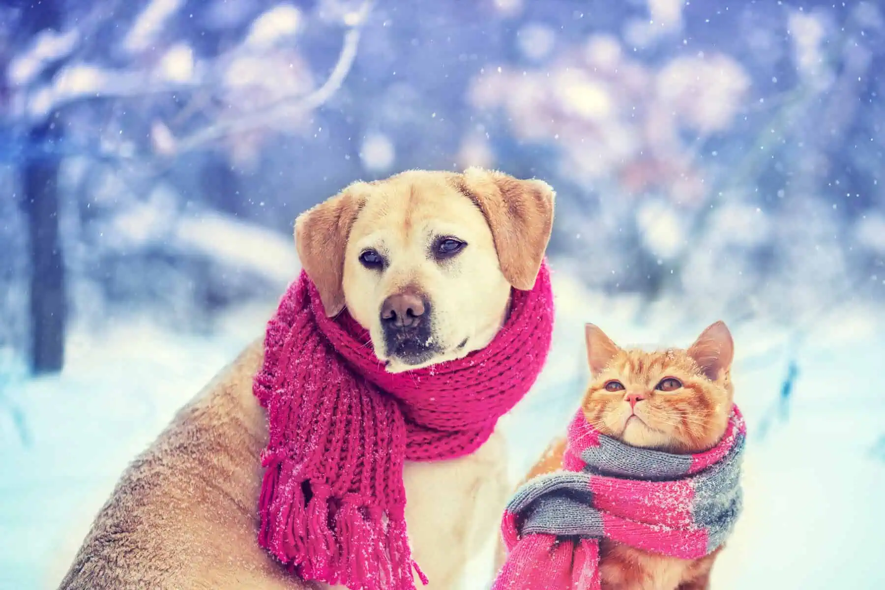 keep pets warm - Dog and cat wearing knitted scarf sitting together outdoors in the snow in winter. Christmas scene