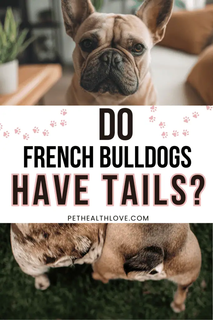 do french bulldogs have tails