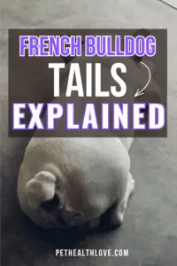 do french bulldogs have tails