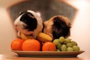 buy a guinea pig - two guinea pigs sitting on top of a plate of fruit