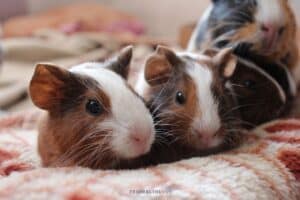 buy a guinea pig - 2 guinea pigs sitting on a blanket