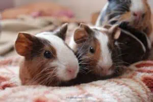 buy a guinea pig - 2 guinea pigs sitting on a blanket
