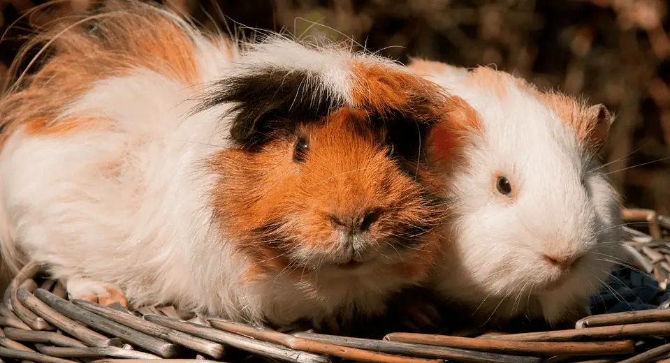 Buy a guinea pig