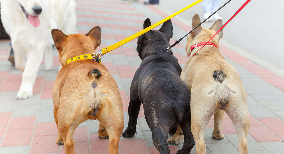 do French Bulldogs have tails - 3 Frenchies on a leash