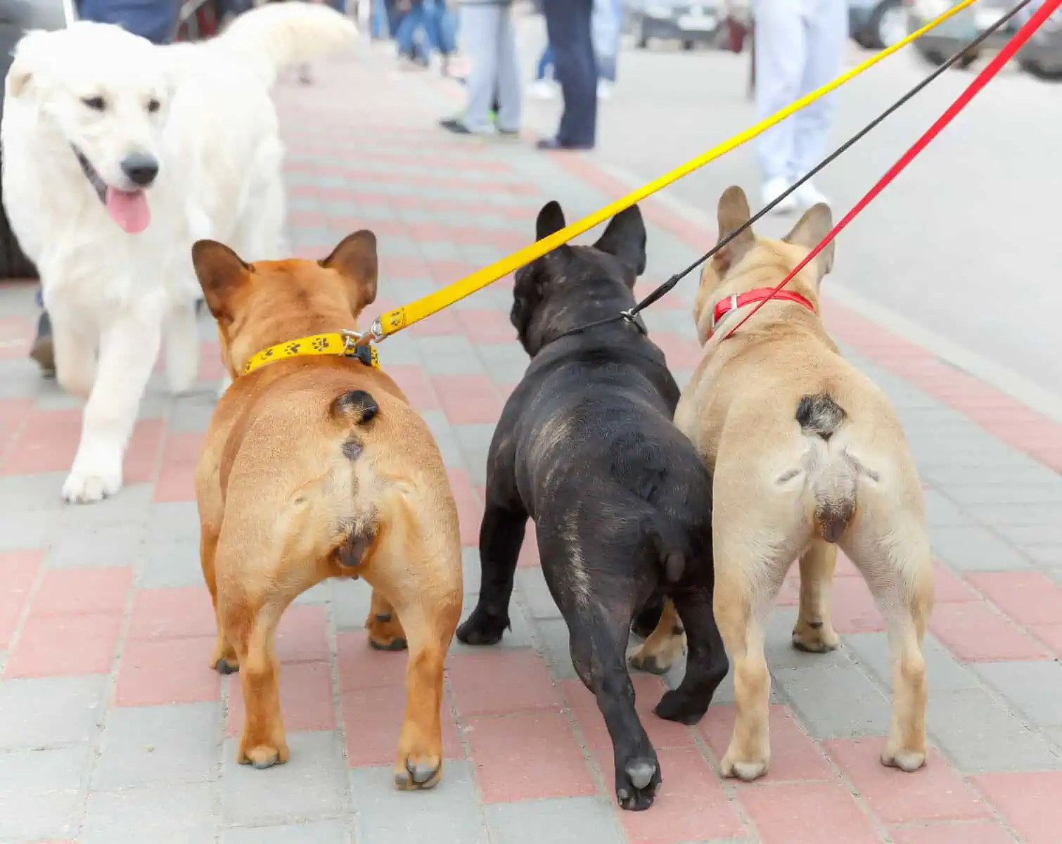 do French Bulldogs have tails - 3 Frenchies on a leash
