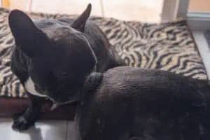 Dog sniffs another dog's butt. Dogs are French bulldogs.