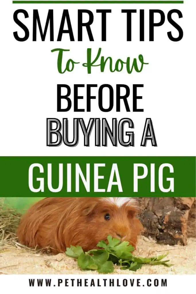 buy a guinea pig