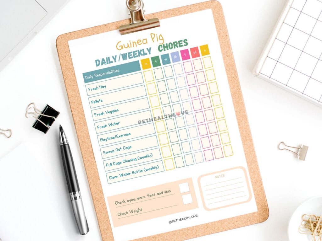 guinea pig care sheet