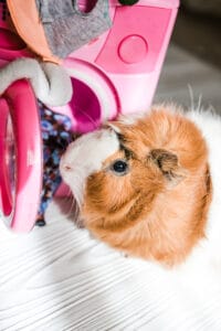 guinea pig washes dolls' clothes with pet hair detergent. Removing lint from rodents' clothing and bedding. Soft focus