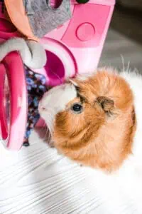 guinea pig washes dolls' clothes with pet hair detergent. Removing lint from rodents' clothing and bedding. Soft focus