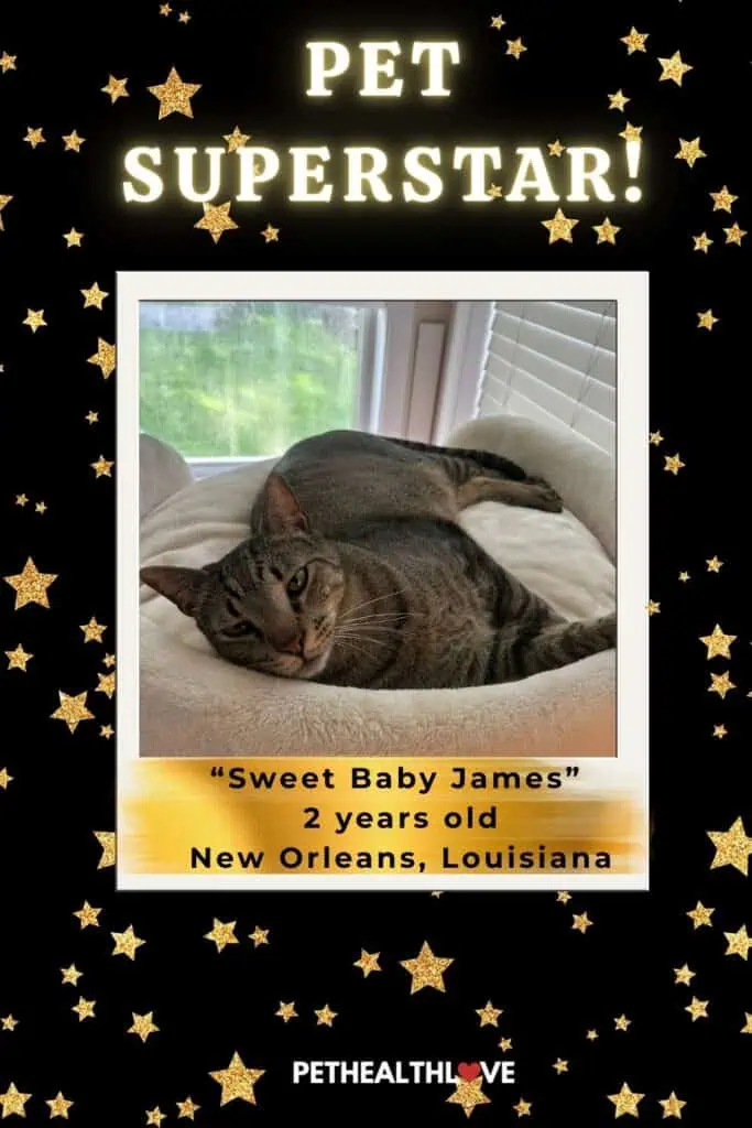 PHL Pets Hall of FameJ - grey tabby laying on a bed