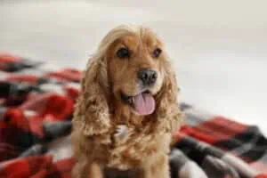 Cute English cocker spaniel dog with plaid on floor - dog hot spot