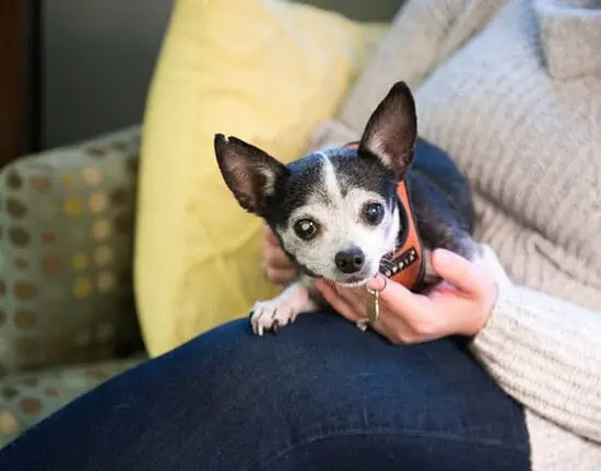 old chihuahua sitting on a woman's lap