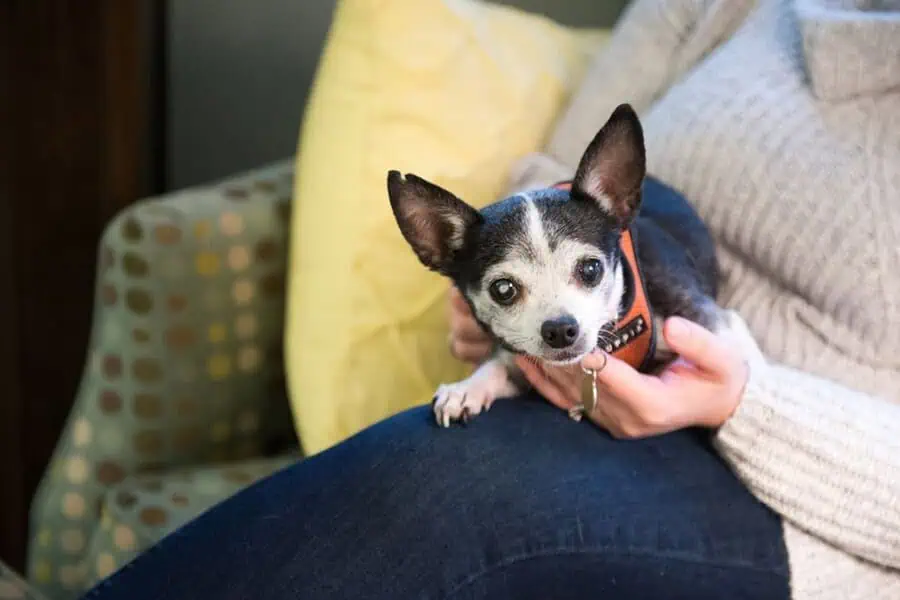 old chihuahua sitting on a woman's lap