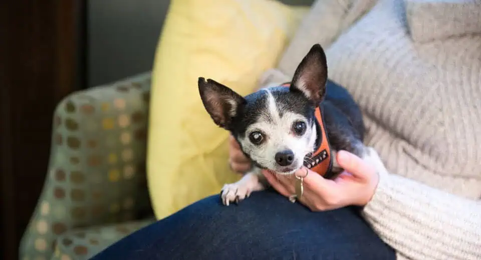 old chihuahua sitting on a woman's lap