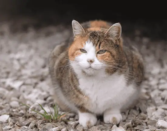 obese cat