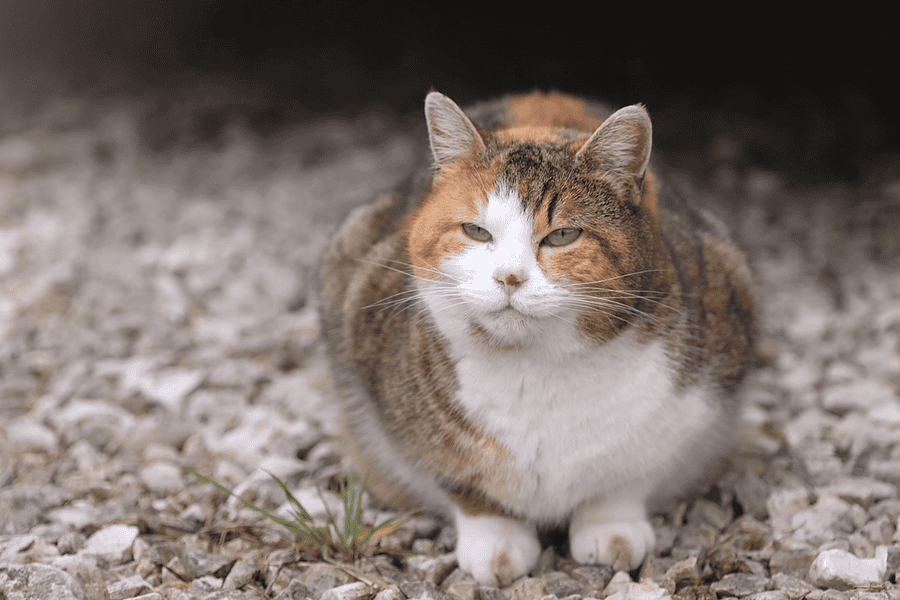 obese cat