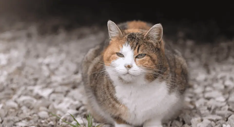 obese cat