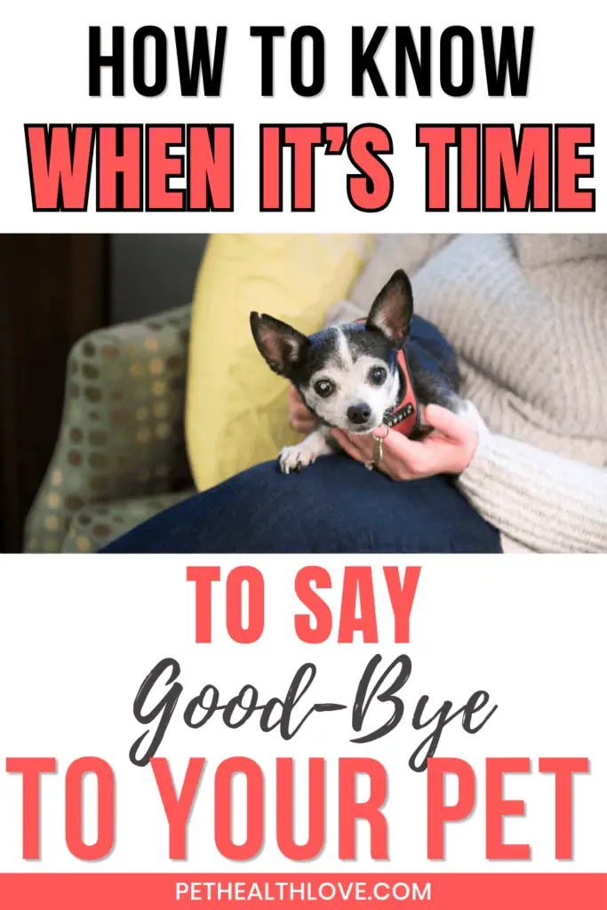 little old chihuahua sitting on a woman's lap