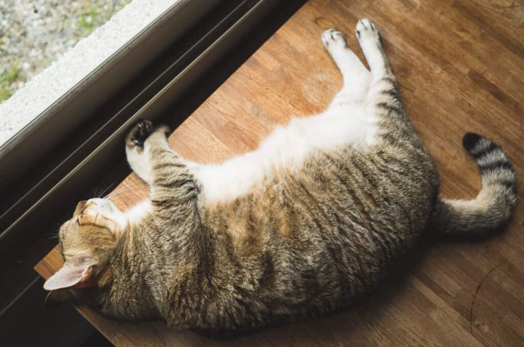 ozempic in cats - lazy cat sleeping on the wooden desk