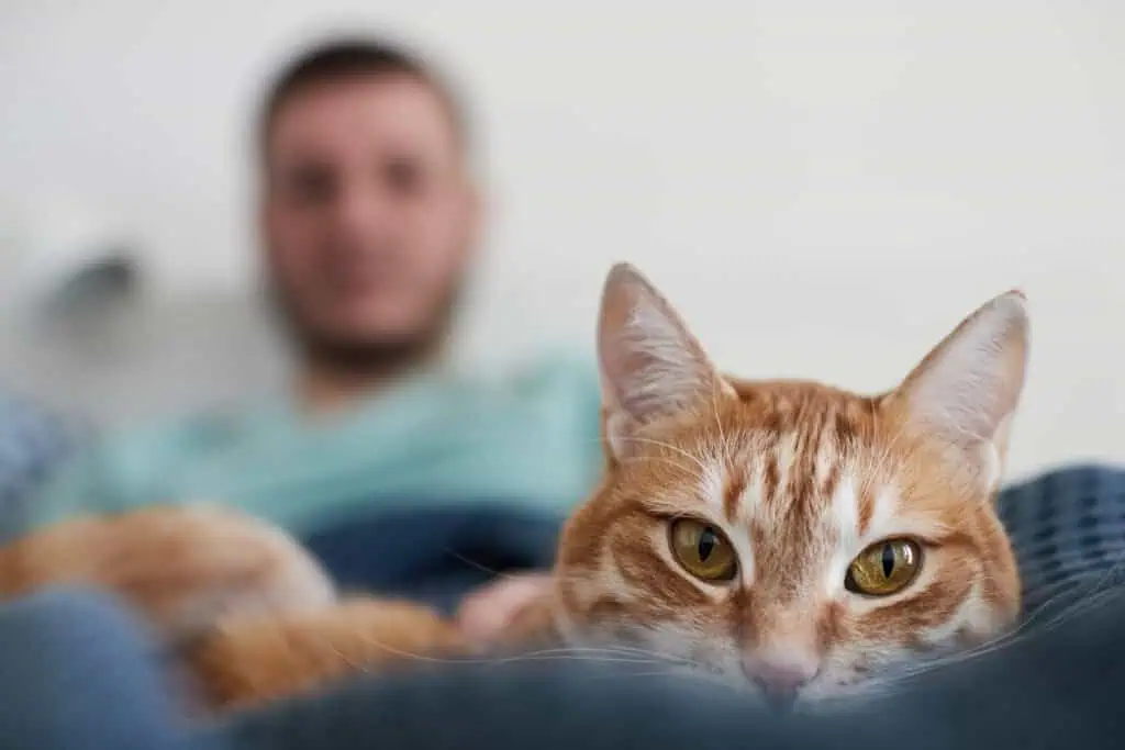 A beautiful young ginger cat that is stroked by the owner on the bed. 