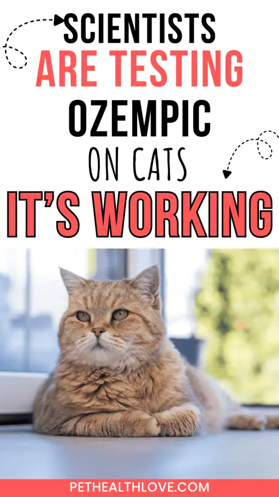 obesity in cats